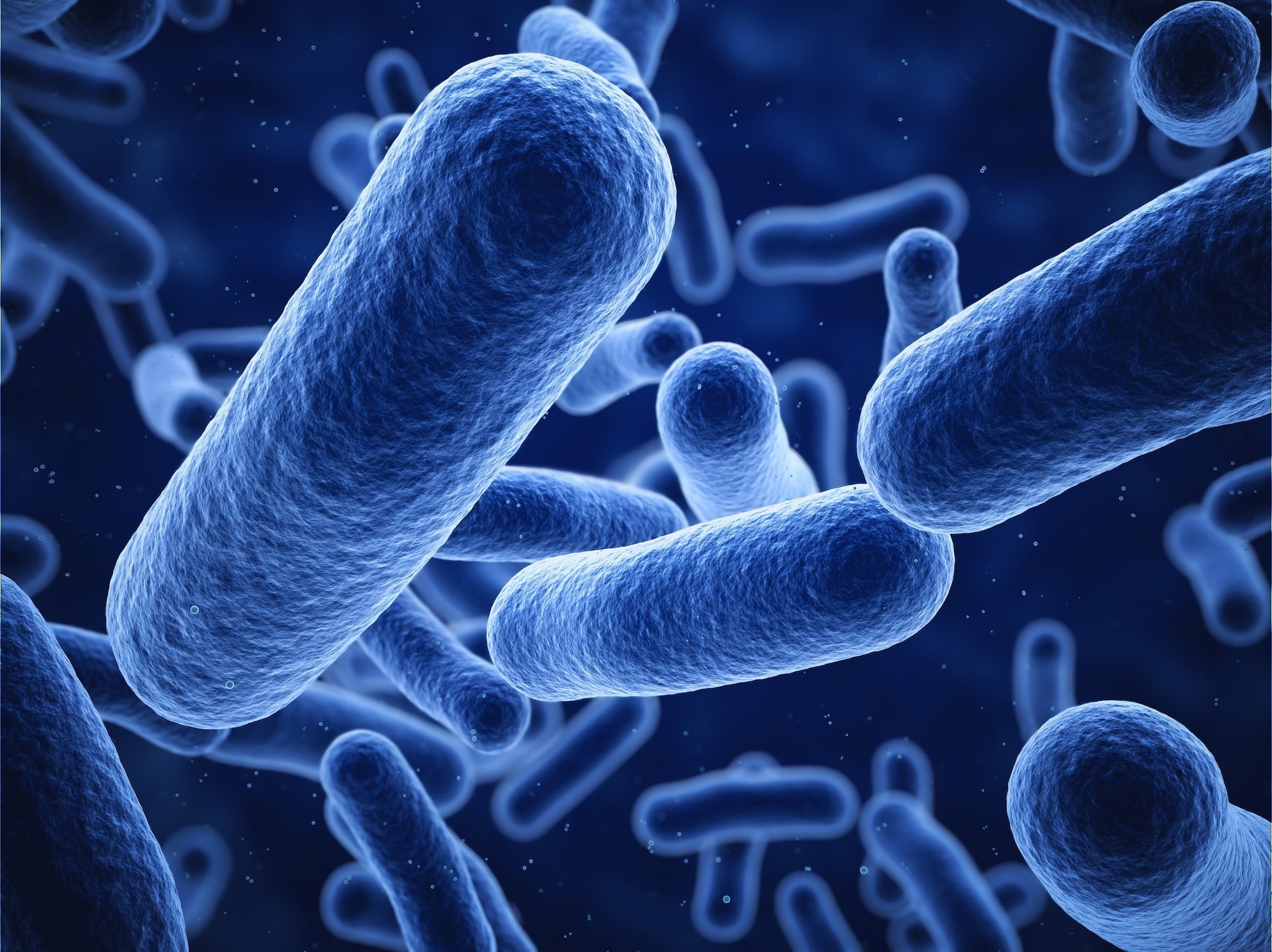 The Role of Gut Bacteria in Digestion