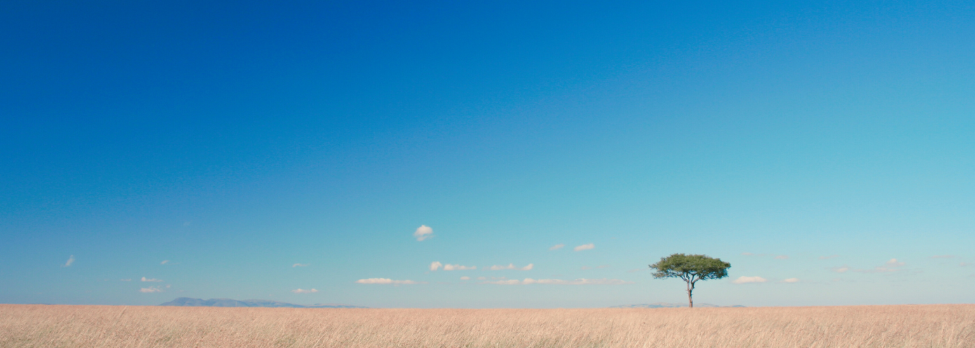 Acacia tree in an open field